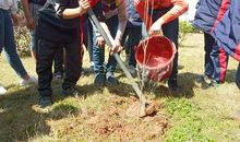 为夜晚增添一份绿意