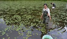 我爱佛宝山杜鹃红