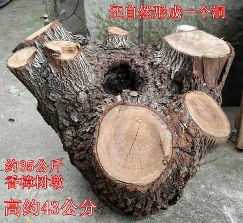 树桩的叙述