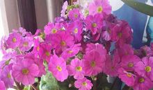 那一天我睡得晚了