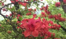 感恩的花开在前行的路上