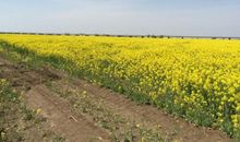 感恩的花开在走向春天的路上