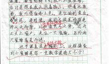 一只离群的蜜蜂作文