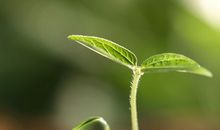 看那种子在萌发