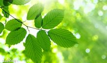 我喜欢这样的阳光