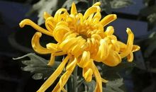 我最喜欢的菊花