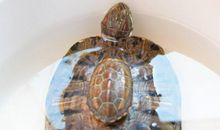 我家养了只小乌龟