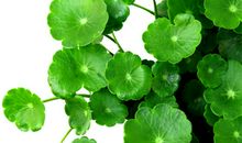 我们家的铜钱草