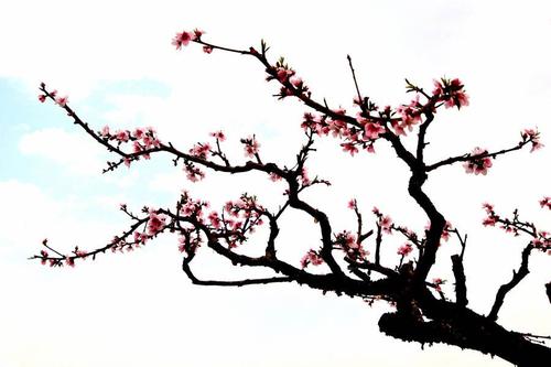 李子