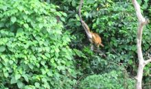 小猴的森林超市