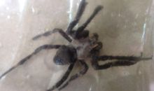 我发现蜘蛛会装死