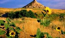 遥远的向日葵地读后感