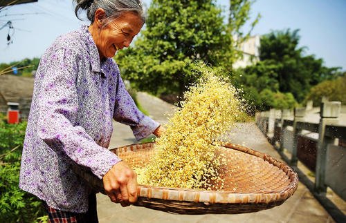采摘桂花