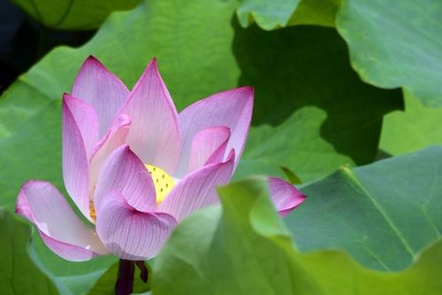 我爱莲花