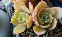 我最喜爱的植物