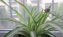 吊兰给我的启迪