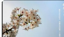 我爱故乡的樱花