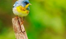 我是一只烦恼的小鸟