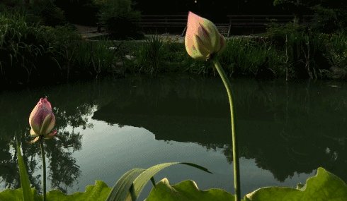 可爱的杭州