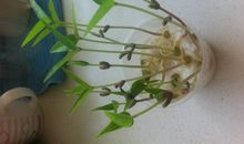 绿豆的生长过程