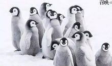 《帝企鹅日记》观后感