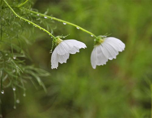 在风雨中