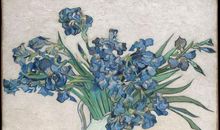 我心中的鸢尾花