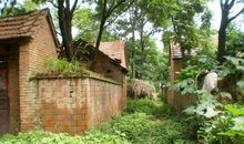 外婆家的小鹦鹉