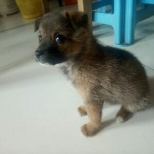 潘潘幼犬