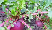 观察萝卜生长日记