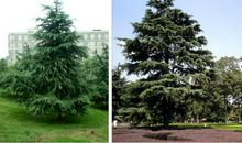 傲然挺立的雪松