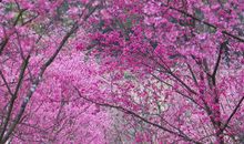 春是最美的季节