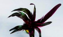 毽子比赛真精彩