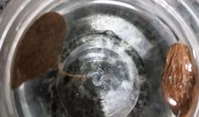 胖大海观察日记四年级