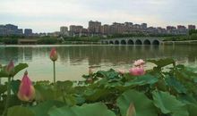 绽放的风景——向天歌的姿态