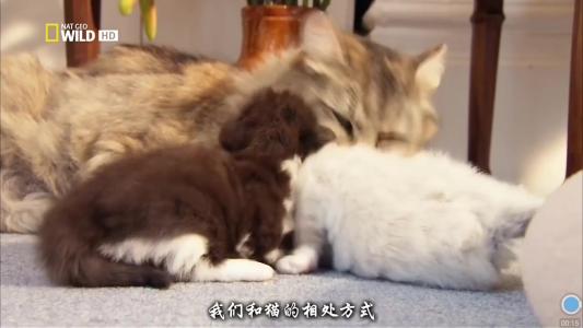 我发现了猫的秘密