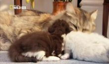 我发现了猫的秘密