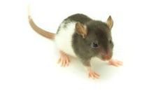 有意思的小老鼠