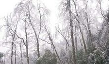 观察枫树的日记