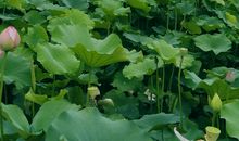 诚信不在风雨中飘摇