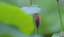 又是一年藤青时