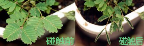 含羞草观察日记