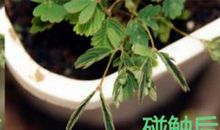 含羞草观察日记