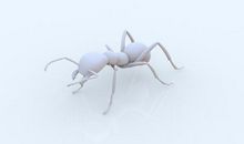 我是一只小蚂蚁