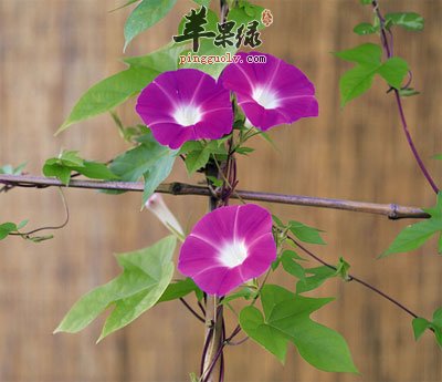 梦想牵牛花