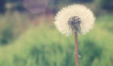 体验一只蒲公英的生命历程