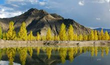 故乡的那片树林