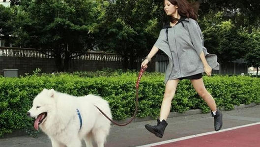 狗