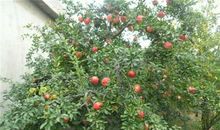 我家门前的石榴树