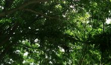 一片树林的故事